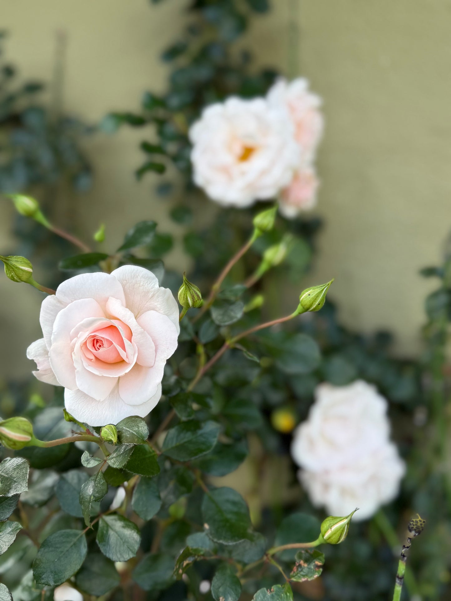 Coming Soon - Bare Root Roses