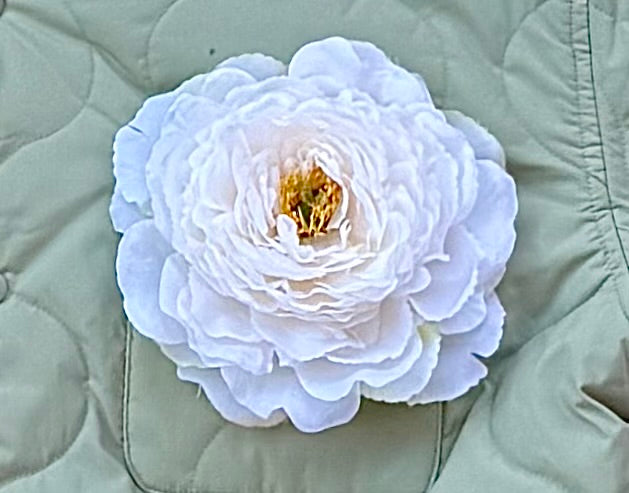 White peony flower pin, about 6 inches across, on a sage quilted jacket pocket