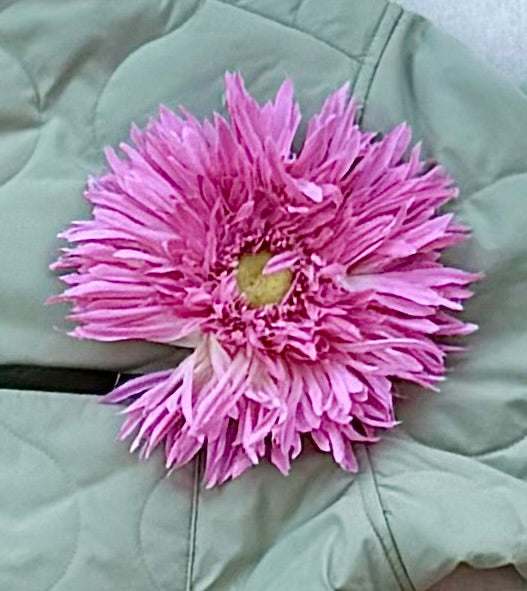 Pink spider mum flower pin, about 6 inches across, on a sage quilted jacket