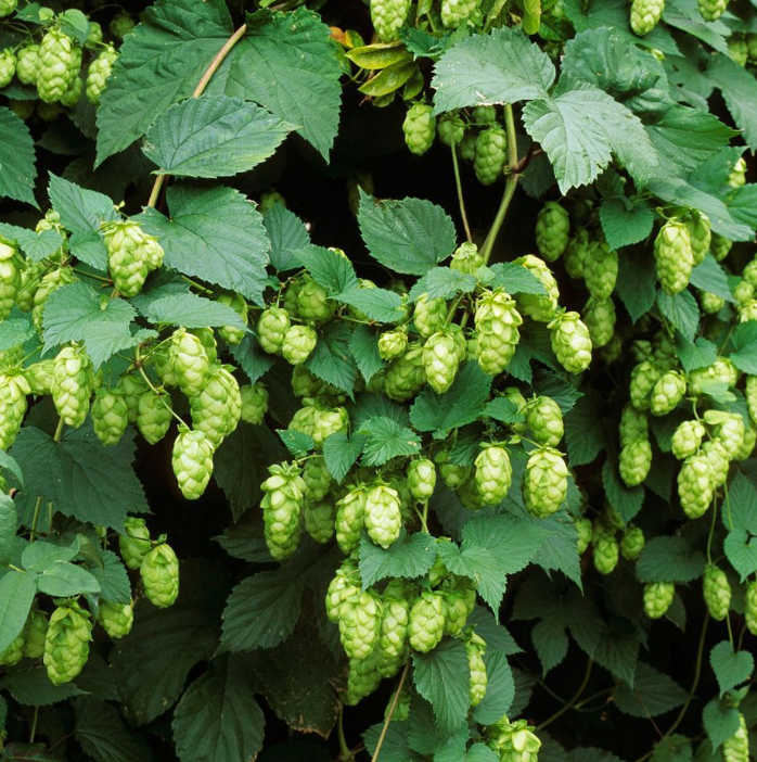 Fresh green hops vine with clusters of papery hop cones and leaves