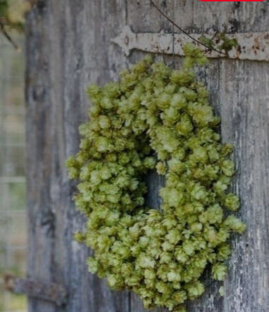 Close-up of pale green hop cones on a freshly cut Oregon hops vine