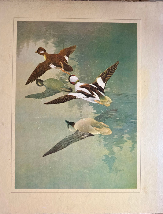 Francis Lee Jaques: Artist of the Wilderness World, 1973 Doubleday vintage book with slipcase, Bill & Evelyn