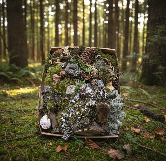 A square cardboard box filled with natural decorative elements including moss, pinecones, small stones, dried leaves, and lichen, placed on forest floor moss with trees in the background.